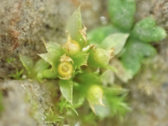 Physcomitrium patens