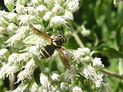 Hoplitimyia constans