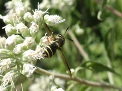 Hoplitimyia constans