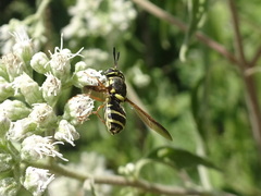 Hoplitimyia constans