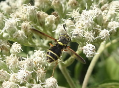 Hoplitimyia constans