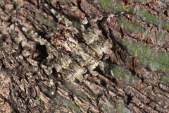 Stephanopis altifrons