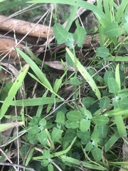 Chenopodium trigonon trigonon