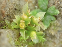 Physcomitrium patens