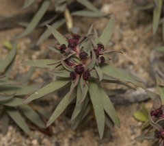 Euphorbia thinophila