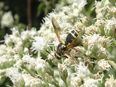 Hoplitimyia constans