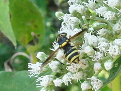 Hoplitimyia constans