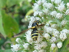 Hoplitimyia constans