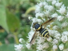 Hoplitimyia constans