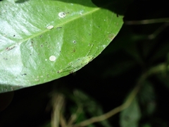 Miniagraecia milyali