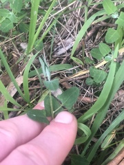 Chenopodium trigonon trigonon