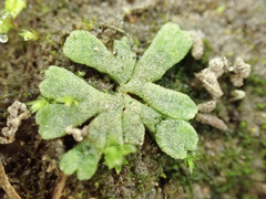 Riccia frostii