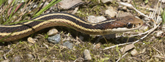 Thamnophis saurita saurita