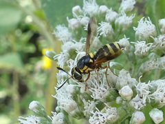 Hoplitimyia constans