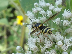 Hoplitimyia constans