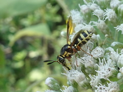 Hoplitimyia constans