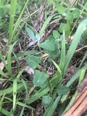 Chenopodium trigonon trigonon