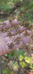 Angelica venenosa