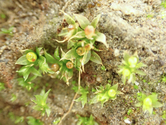 Physcomitrium patens