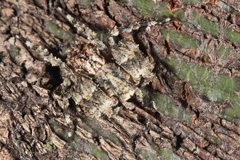 Stephanopis altifrons