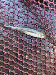 Richardsonius egregius