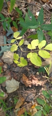 Angelica venenosa