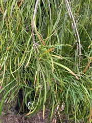Persoonia longifolia