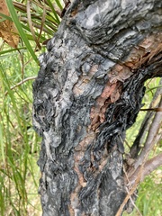 Persoonia longifolia