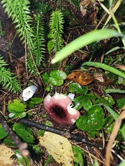 Russula cessans