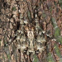 Stephanopis altifrons