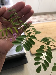 Indigofera australis