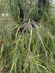 Persoonia longifolia