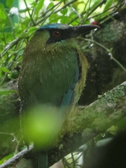 Momotus coeruliceps