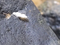 Entomophthorales