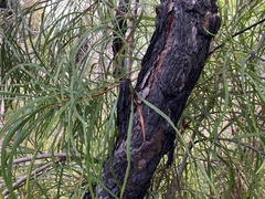 Persoonia longifolia