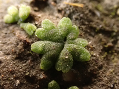 Riccia frostii