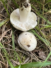 Tricholoma