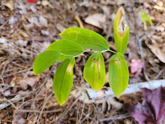 Uvularia sessilifolia