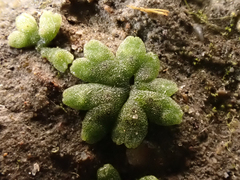 Riccia frostii