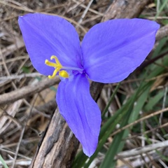 Patersonia