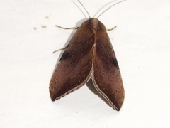 Galgula