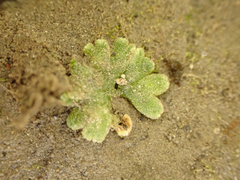 Riccia frostii