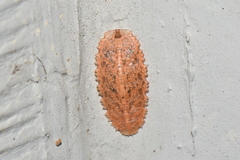 Epistrophella emarginata
