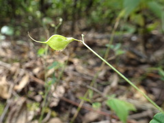 Lespedeza frutescens