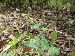 Lespedeza frutescens