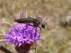 Heteropogon macerinus