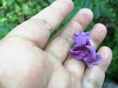Fridericia