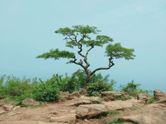 Phyllanthus emblica
