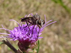 Heteropogon macerinus