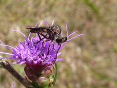 Heteropogon macerinus